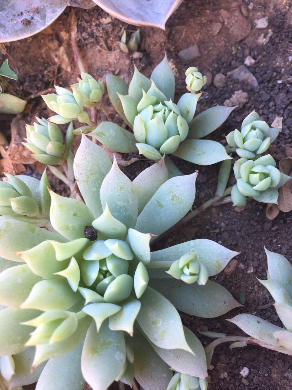 Graptopetalum macdougalli